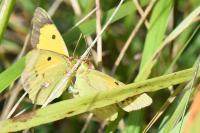 Colias crocea