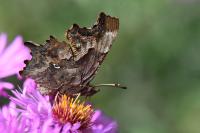 Polygonia c-album