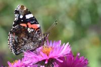 Vanessa atalanta