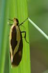 Harpella forficella