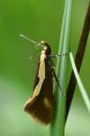 Harpella forficella