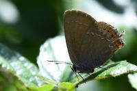 Satyrium ilicis