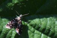 Prochoreutis myllerana