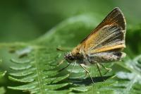 Thymelicus sylvestris