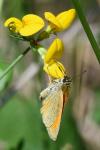 Thymelicus sylvestris