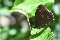 Aphantopus hyperantus