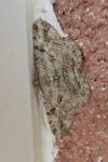 Peribatodes rhomboidaria
