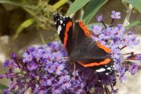 Vanessa atalanta