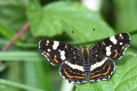 Araschnia levana
