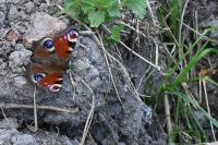 Aglais io