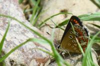 Aricia agestis