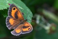 Pyronia tithonus