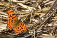 Polygonia c-album