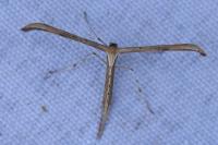 Emmelina monodactyla