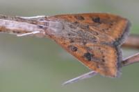 Udea ferrugalis