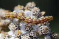 Eupithecia centaureata