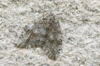 Epirrita