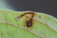 Bucculatrix frangutella
