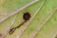 Bucculatrix frangutella