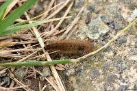 Phragmatobia fuliginosa