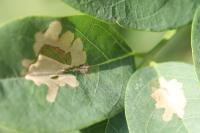 Parectopa robiniella