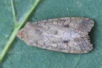 Sunira circellaris