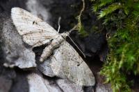 Eupithecia