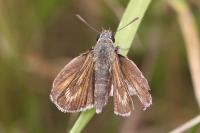 Thymelicus acteon