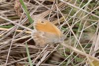 Coenonympha pamphilus