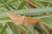Idaea ochrata