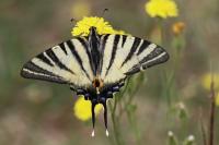 Iphiclides podalirius