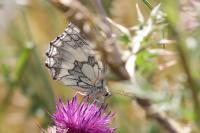 Melanargia galathea