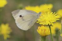Pieris rapae