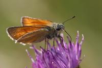 Thymelicus sylvestris