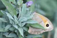 Maniola jurtina