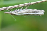 Agriphila tristella
