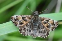 Carcharodus alceae