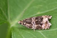 Celypha lacunana