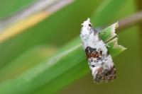 Cochylis hybridella