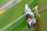 Cochylis hybridella