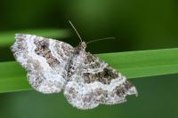 Epirrhoe alternata