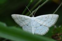 Scopula immutata