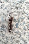 Acronicta rumicis