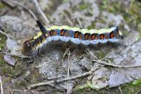 Acronicta psi