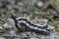 Acronicta psi