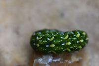 Anarta myrtilli