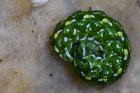 Anarta myrtilli