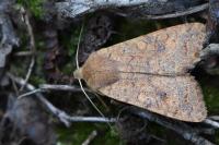 Sunira circellaris