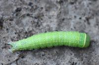 Pseudoips prasinanus