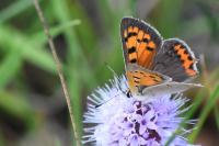 Lycaena phlaeas